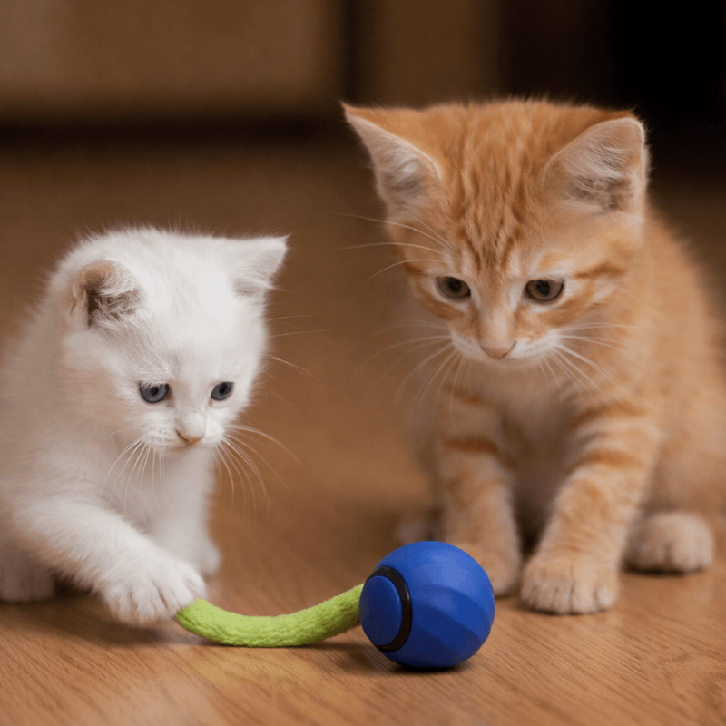 ChaseMate Ball