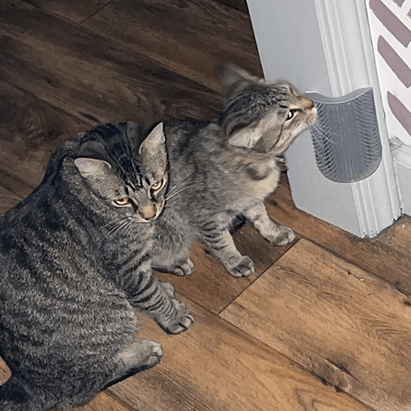 KittyCat Groomer Aussiepetstuff™