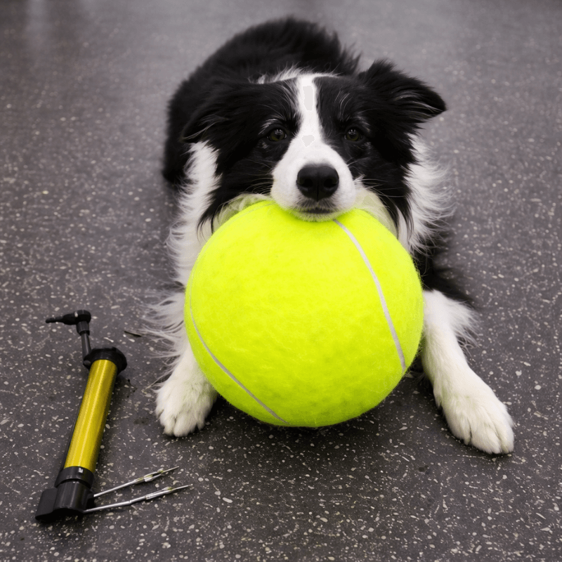 Paw-some Bundle Aussiepetstuff™
