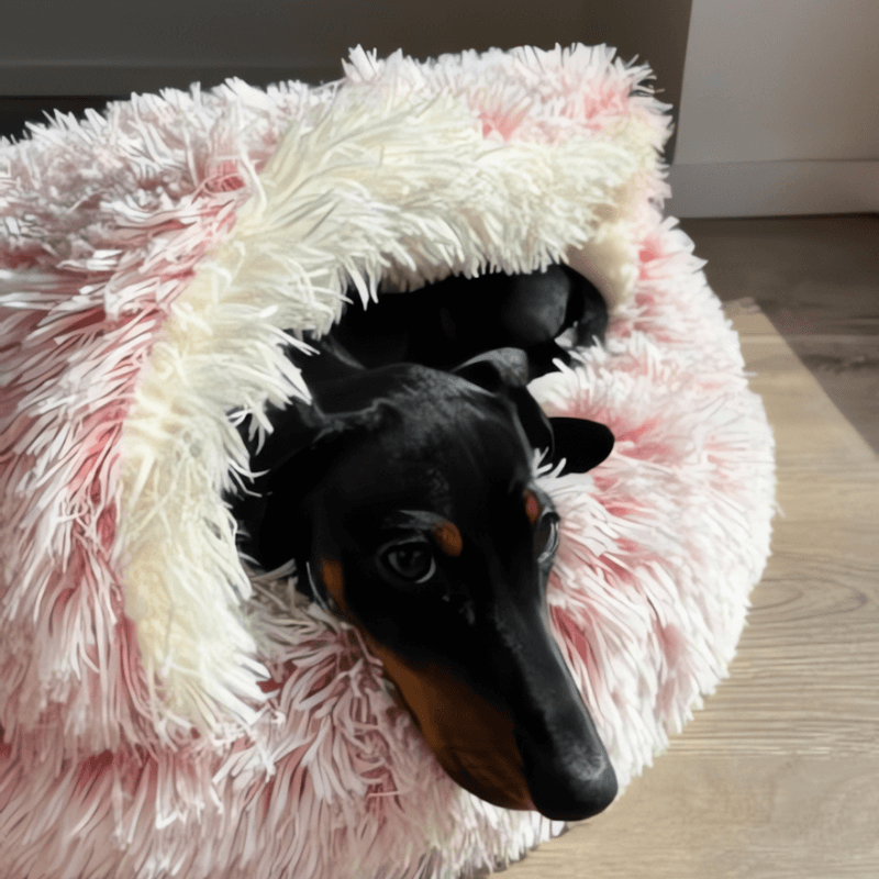 Cloud-Comfort Haven AussiePetStuff™