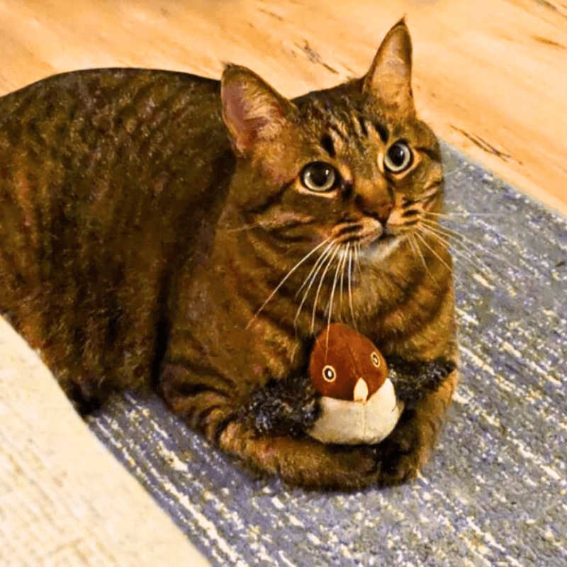 Chirpa-Nator AussiePetStuff™