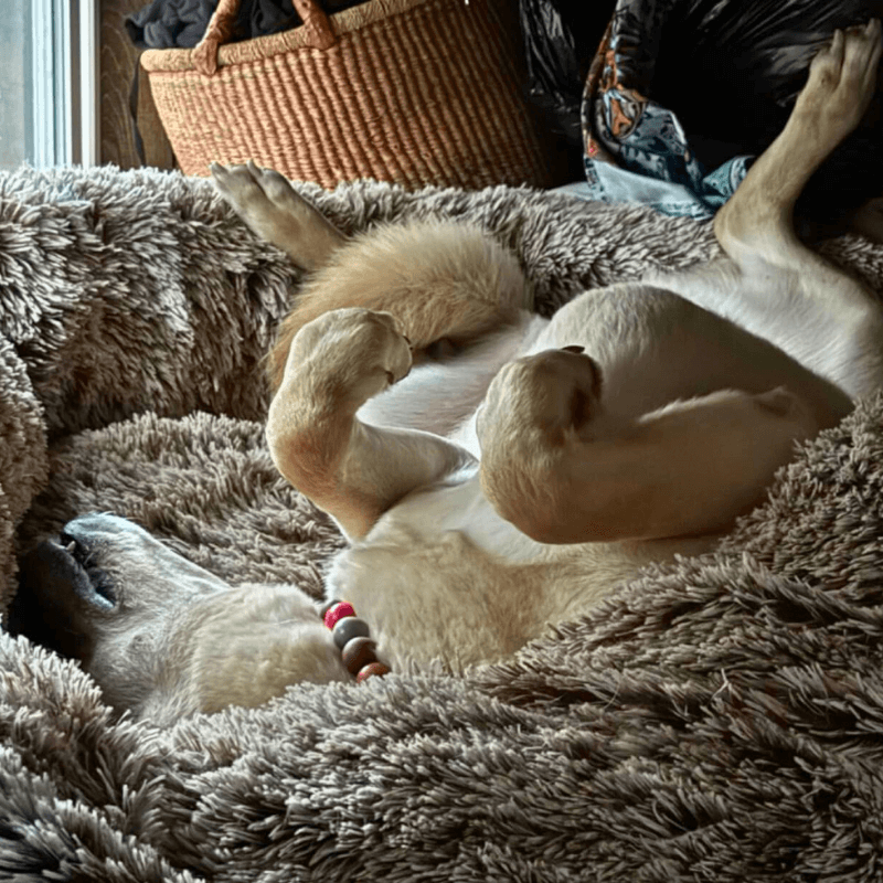 Dream-Paws Plush Bed Aussiepetstuff™