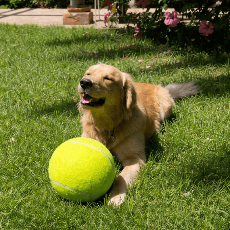 Fetcha-saurus Rex Ball AussiePetStuff™