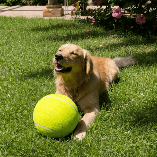 Fetcha-saurus Rex Ball AussiePetStuff™