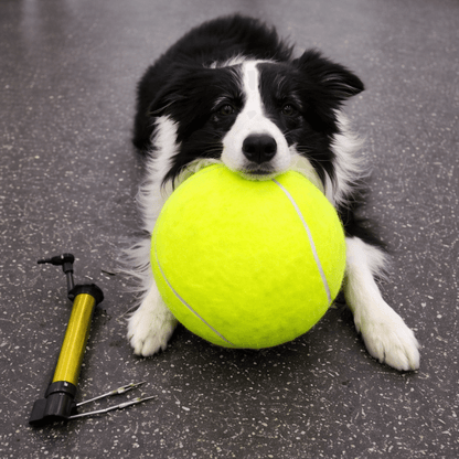 Paw-some Bundle Aussiepetstuff™