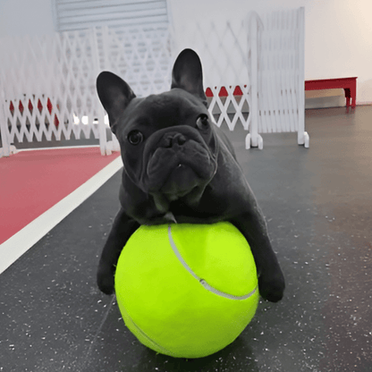Fetcha-saurus Rex Ball AussiePetStuff™